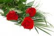 Red roses