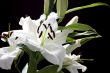 White lily