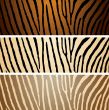 zebra variation