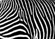 zebra pattern large