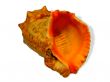Shell Rapa whelk