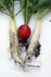 picked fresh radishes