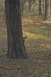 squirrel on stem of the pine