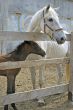 mare with foal