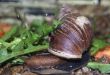 snail