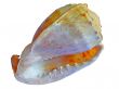 Marine shell