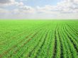 clear blue sky over a green field