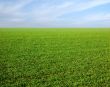 clear blue sky over a green field