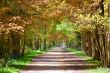 Forest lane