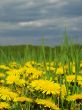 yellow dandelions