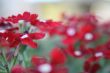 Red Flowers