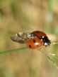 little insect "ladybird"
