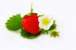 Strawberries and flowers on white background