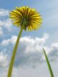 yellow dandelion