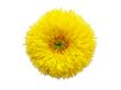  yellow flower isolated on white background