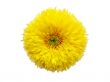  yellow flower isolated on white background
