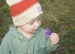 Small boy is having good look at blue flower