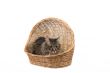 Cat in wicker basket