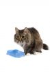 Cat with empty bowl cadge meal.