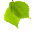 green leaves