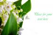 Lily-of-the-valley on the white background