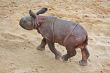 Rhino Baby