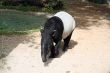 Malayan Tapir