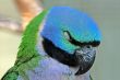 Sleeping Parrot