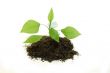 Young plant on a white background