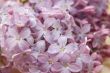 Background of colours of a lilac with water drops