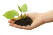 plant in hand on white background