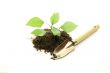 cultivated of a young plant on a white background