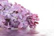 lilac flowers and reflection over white