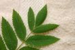 Fresh green leaves on a towel