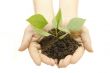 Growing green plant in a hand isolated on white background