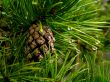 piny cone on a branch after rain