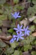 blue spring flowers