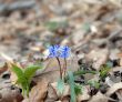 blue spring flowers