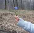 blue spring flowers