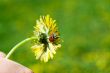 Dandelion and ladybird