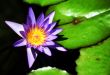 Waterlily