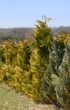 Thuja row