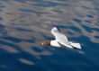 hungry seagull
