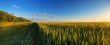 Field on sunset panorama