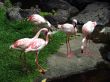 Several flamingo in the zoo