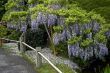 Blooming bud in a japanese garden