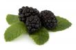 Blackberry on peppermint sheet