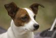 Jack Russell Terrier Portrait
