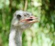 Ostrich