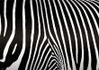 zebra skin